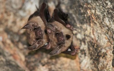 Crottes de chauve-souris : reconnaître, nettoyer, réglementation