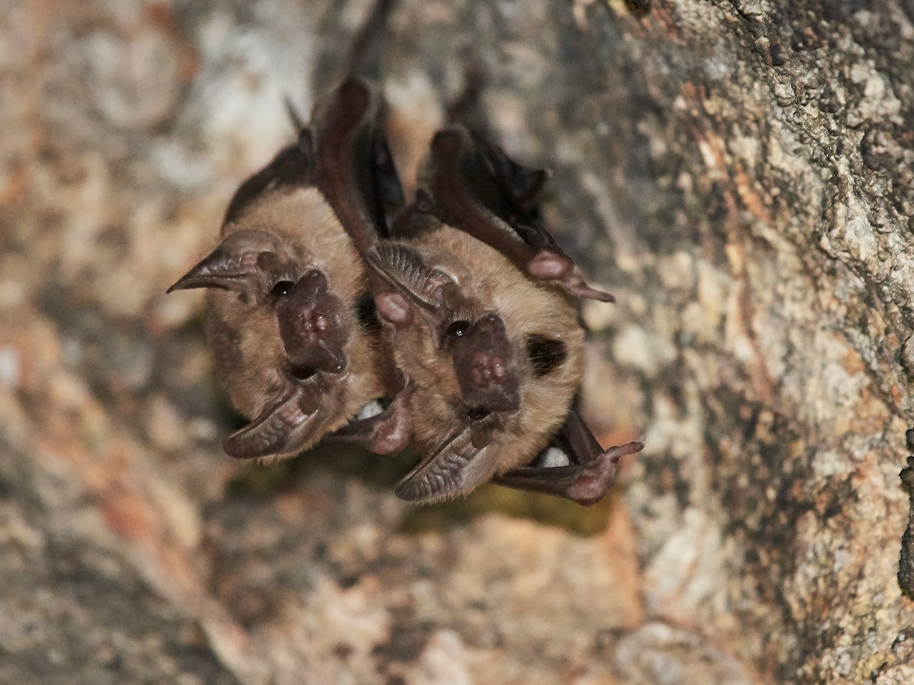 chauve souris chauve souris